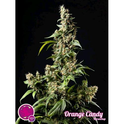 PHILOSOPHER SEEDS - ORANGE CANDY - 1 SEME