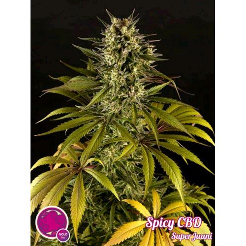 PHILOSOPHER SEEDS - SPICY CBD - 1 SEME