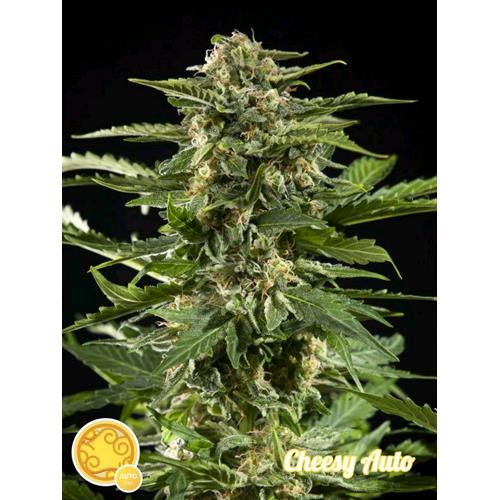 PHILOSOPHER SEEDS - CHEESY AUTO - 1 SEME