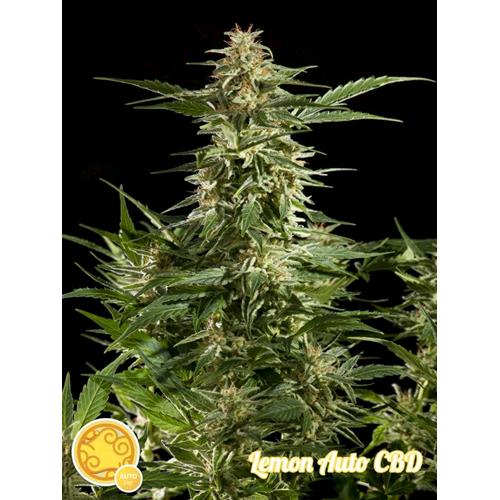 PHILOSOPHER SEEDS - LEMON AUTO CBD - 1 SEME