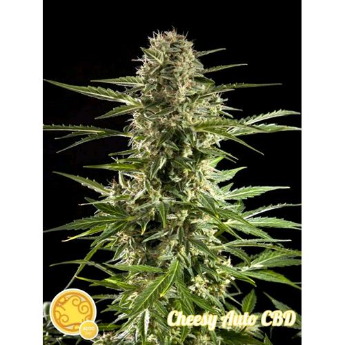 PHILOSOPHER SEEDS - CHEESY AUTO CBD - 1 SEME