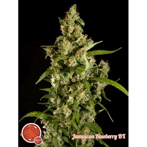 PHILOSOPHER SEEDS - JAMAICAN BLUEBERRY BX - 5 SEMI