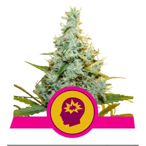 ROYAL QUEEN SEEDS - AMG AMNESIA MAC GANJA FEM - 5 SEMI
