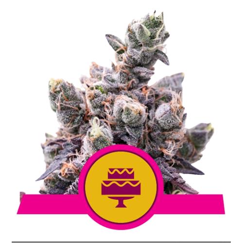 ROYAL QUEEN SEEDS - WEDDING GELATO FEM - 25 SEMI