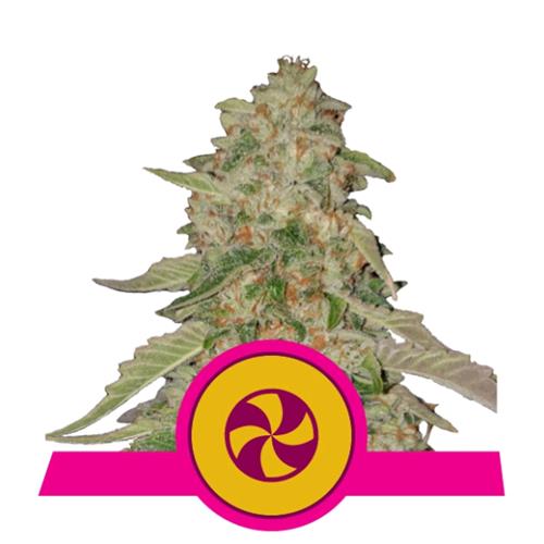 ROYAL QUEEN SEEDS - SWEETZZ FEM - 25 SEMI - USA PREMIUM