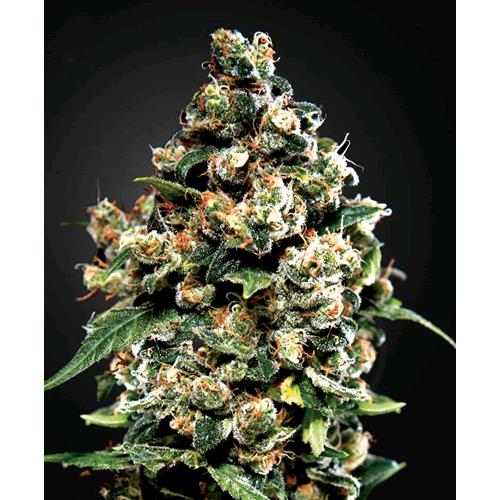 GREEN HOUSE - JACK HERER - 3 SEMI