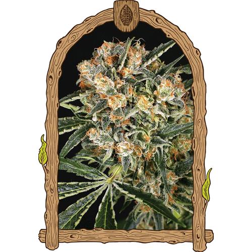 EXOTIC - HIPPIE THERAPY CBD FEM - 3 SEMI