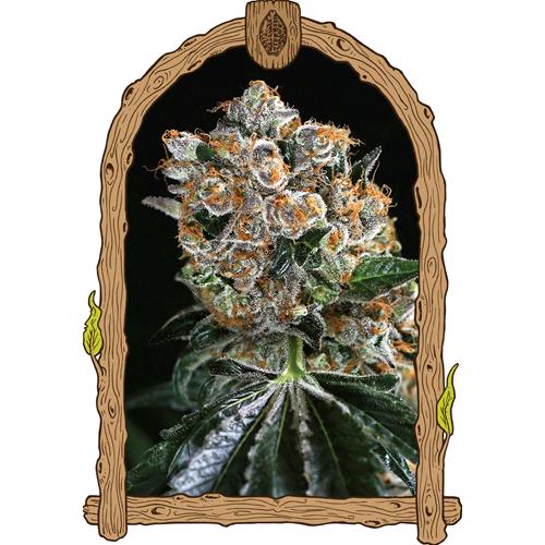 EXOTIC - MALASANA COOKIES FEM - 1 SEME