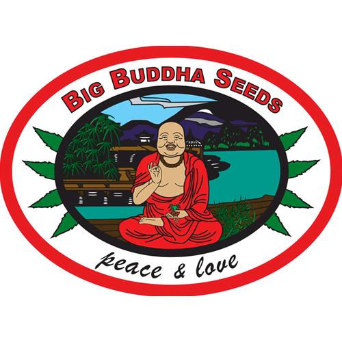 BIG BUDDHA - BUDDHA TAHOE - 5 SEEDS