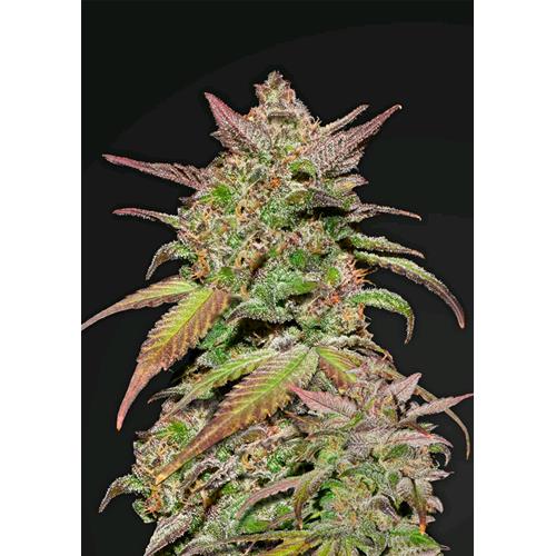 FAST BUDS - PURPLE LEMONADE AUTO - 10 SEMI