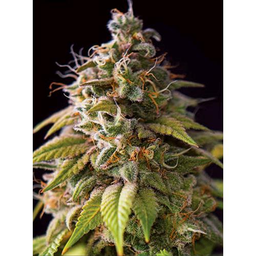 VISION SEEDS - CARAMEL MONSTER - 3 SEMI