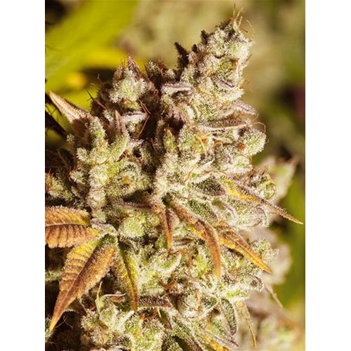VISION SEEDS - VISION GORILLA - 5 SEMI