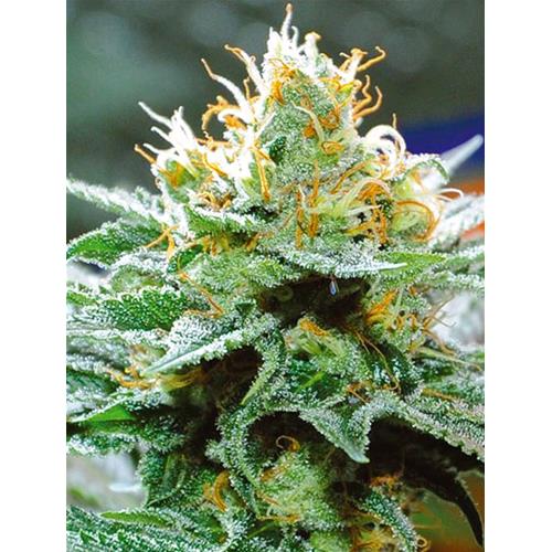 VISION SEEDS - AMNESIA X BUDDHA KUSH - 10 SEMI