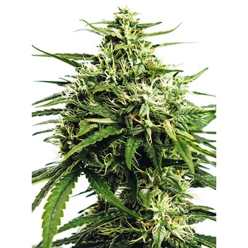 VISION SEEDS - VISION GORILLA AUTO - 3+1 SEMI