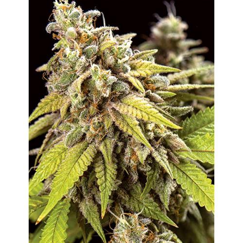 VISION SEEDS - DOCTOR JAMAICA AUTO - 5 SEMI