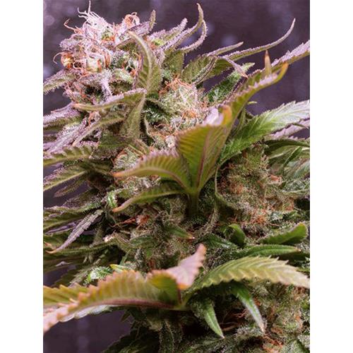 VISION SEEDS - VISION CARAMELLO AUTO - 3 SEMI