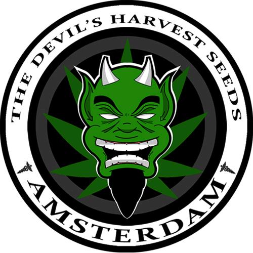 DEVIL'S HARVEST - OG REEK'N FEMMINIZZATA - 5 SEMI