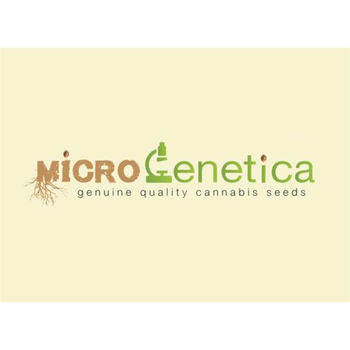 MICROGENETICA - SOUR HAZE FEM - 1 SEME