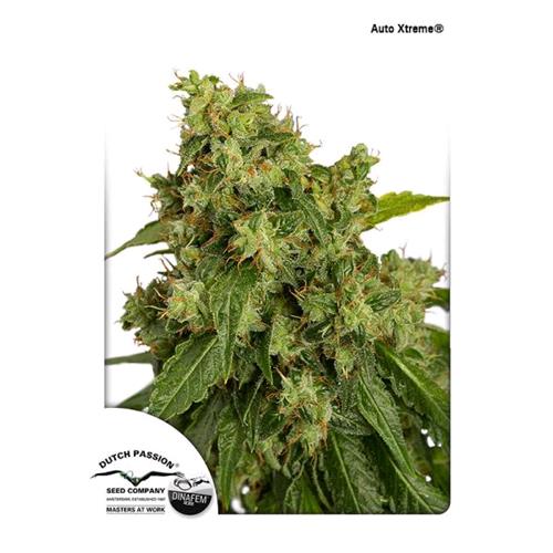 DUTCH PASSION - XTREME AUTO - 3 SEMI