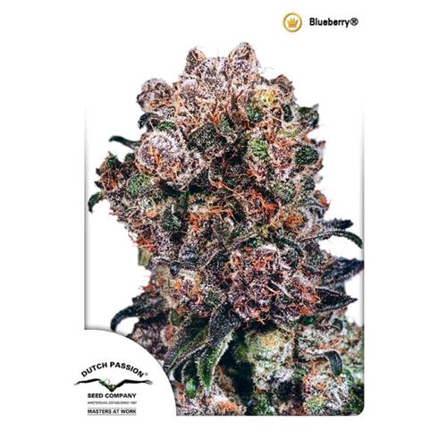 DUTCH PASSION - BLUEBERRY FEM - 10 SEMI