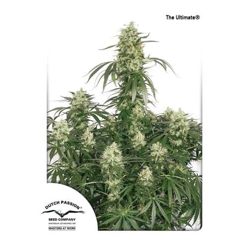 DUTCH PASSION - THE ULTIMATE FEMMINIZZATA - 10 SEMI
