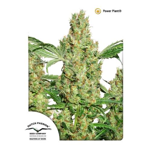 DUTCH PASSION - POWER PLANT FEM - 5 SEMI