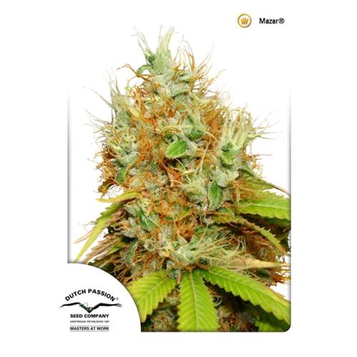 DUTCH PASSION - MAZAR FEM - 5 SEMI