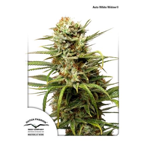 DUTCH PASSION - WHITE WIDOW AUTO - 3 SEMI