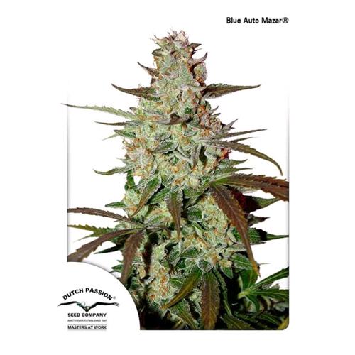 DUTCH PASSION - BLUE MAZAR AUTO - 3 SEMI