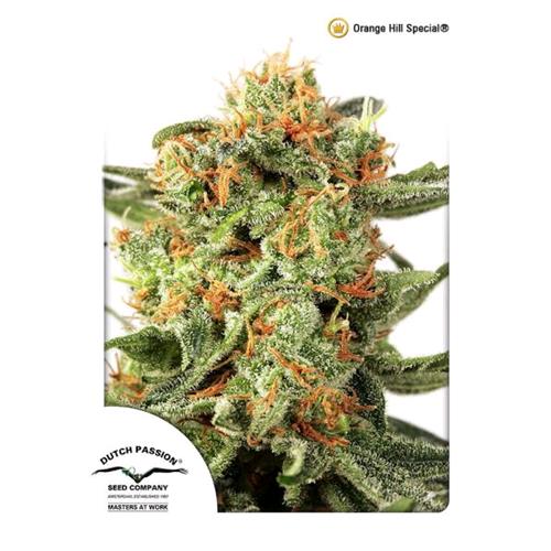 DUTCH PASSION - ORANGE HILL SPECIAL FEM - 3 SEMI