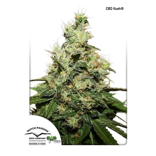 DUTCH PASSION - CBD KUSH FEM - 3 SEMI