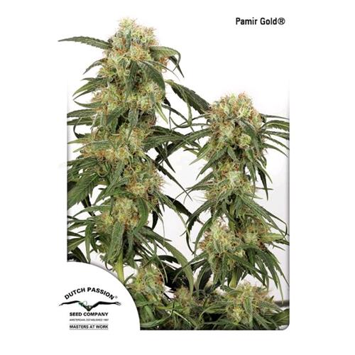 DUTCH PASSION - PAMIR GOLD FEM - 3 SEMI