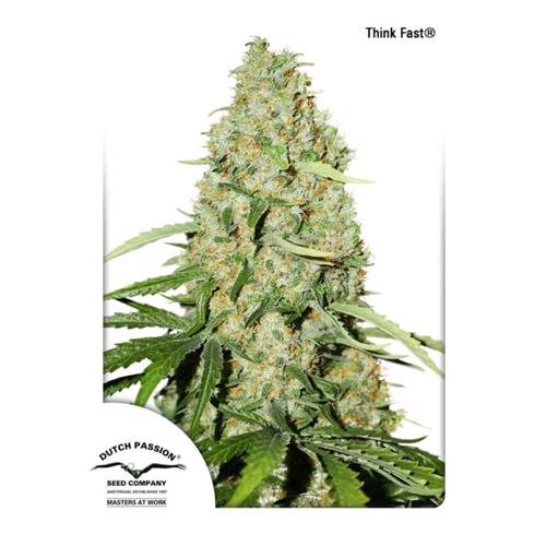 DUTCH PASSION - THINK FAST FEM - 100 SEMI