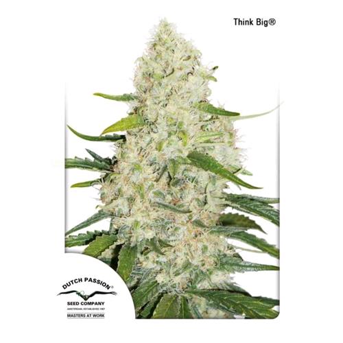 DUTCH PASSION - THINK BIG AUTO - 3 SEMI