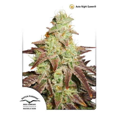 DUTCH PASSION - NIGHT QUEEN AUTO - 100 SEMI