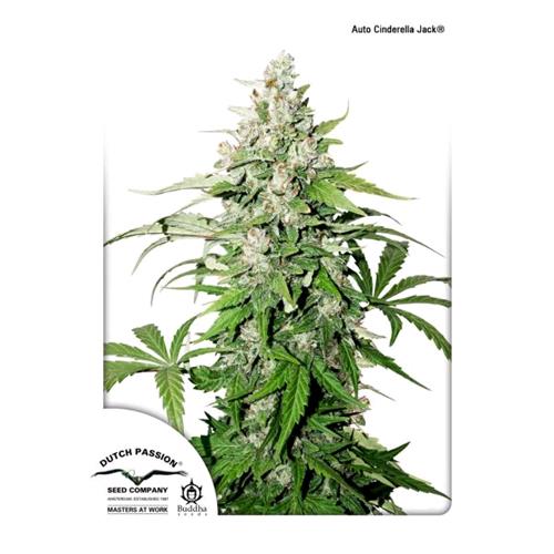 DUTCH PASSION - CINDERELLA JACK AUTO - 100 SEMI