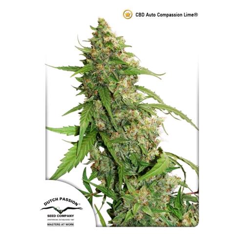 FINO A ESAURIMENTO SCORTE  DUTCH PASSION - CBD COMPASSION LIME AUTO - 7 SEMI