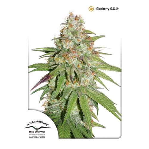 DUTCH PASSION - GLUEBERRY OG FEM - 5 SEMI