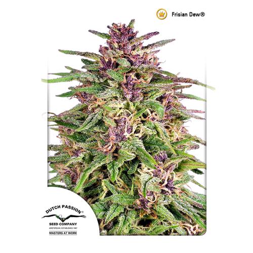 DUTCH PASSION - FRISIAN DEW FEM - 5 SEMI