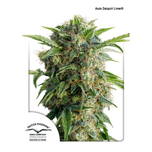 DUTCH PASSION - DAIQUIRI LIME AUTO - 7 SEMI