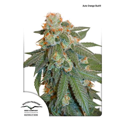 DUTCH PASSION - ORANGE BUD AUTO - 7 SEMI