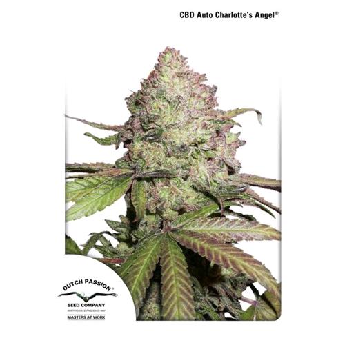 DUTCH PASSION - CBD CHARLOTTE'S ANGEL AUTO - 7 SEMI