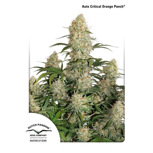 DUTCH PASSION - CRITICAL ORANGE PUNCH AUTO - 7 SEMI