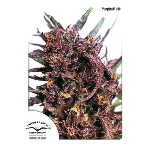 DUTCH PASSION - PURPLE#1 FEM - 3 SEMI