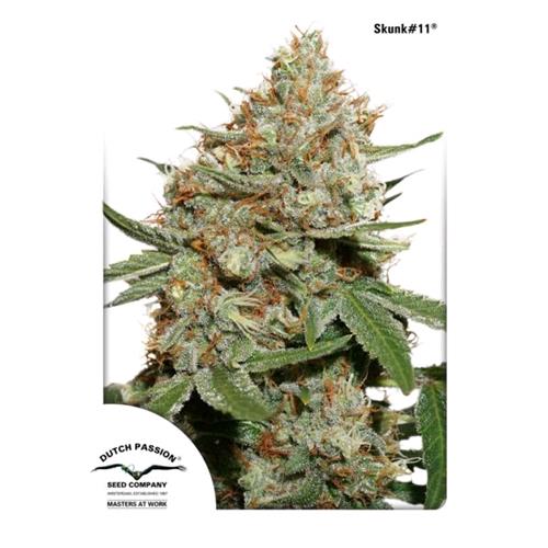 DUTCH PASSION - SKUNK #11 FEM - 100 SEMI