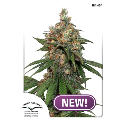 DUTCH PASSION - HIFI 4G FEM - 10 SEMI