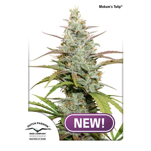 DUTCH PASSION - MOKUM'S TULIP FEM - 10 SEMI