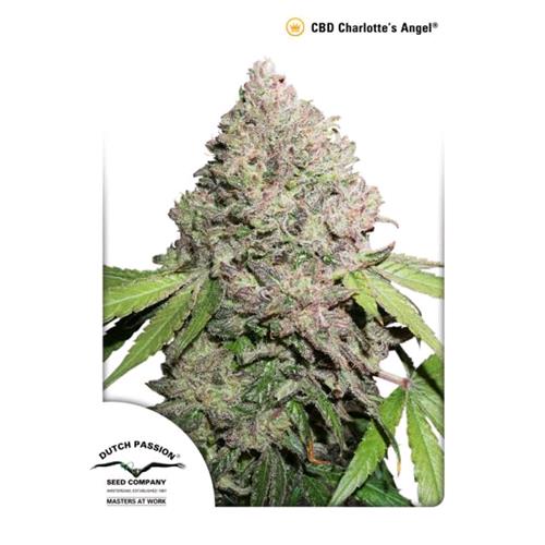 DUTCH PASSION - CBD CHARLOTTE'S ANGEL FEM - 100 SEMI