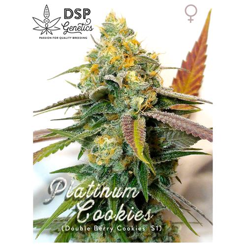 DSP GENETICS - PLATINUM COOKIES - 5 SEMI