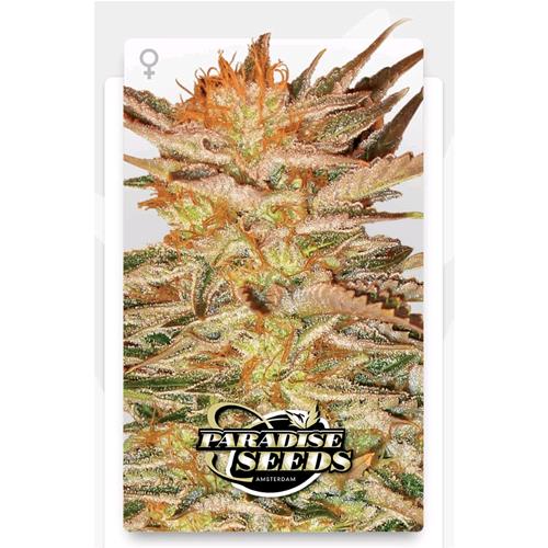 PARADISE SEEDS - ICE CREAM FEM - 3 SEMI
